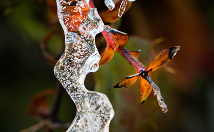 冬の草花の写真